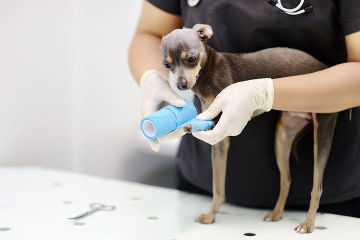 How to Spot a Dog Sprain: A Complete Guide