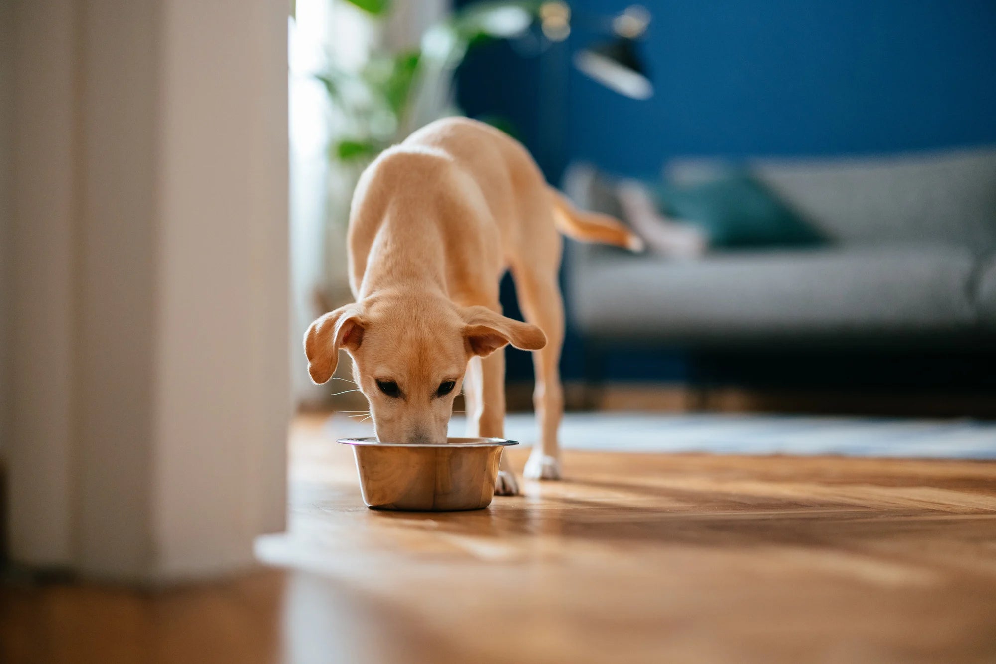 Complete Guide on Glucosamine for Dogs