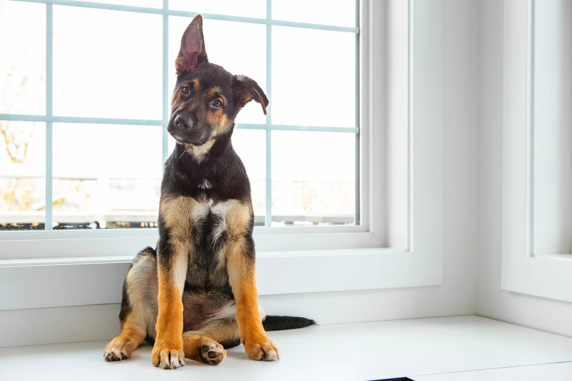 What Is Glucosamine for Dogs?