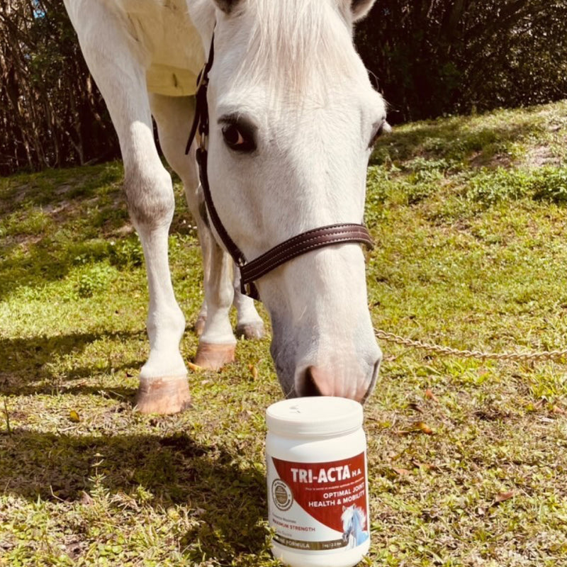 livi martin horse with tri-acta for equine supplements