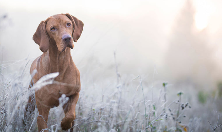 vizsla dog using glucosamine for dogs