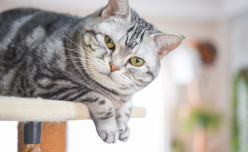 Climbing and Perching