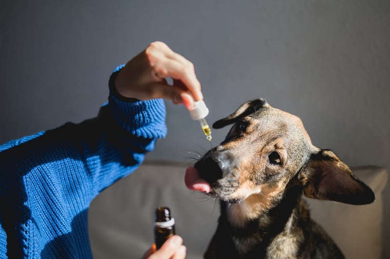 4 Best CBD Oil For Dogs With Arthritis