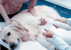 4. Dogs with Preexisting Injuries
