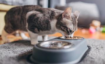 5. Food and Water Bowls