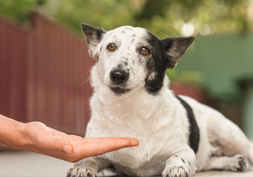 Arthritis in Dogs