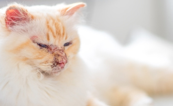 Autoimmune Disease in Cats