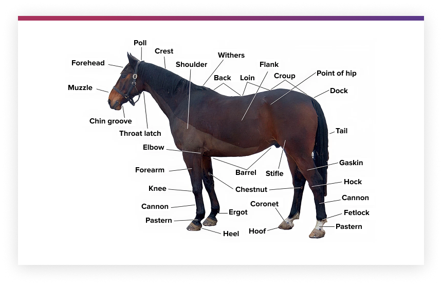 Basic Horse Anatomy
