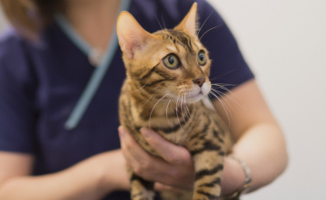 Bengal Cat Health Issues