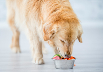 Bone Broth for Dogs