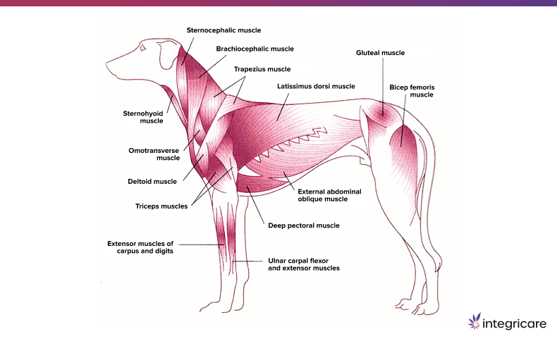 Cardiac Muscle
