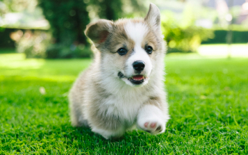 Care Considerations for Puppies