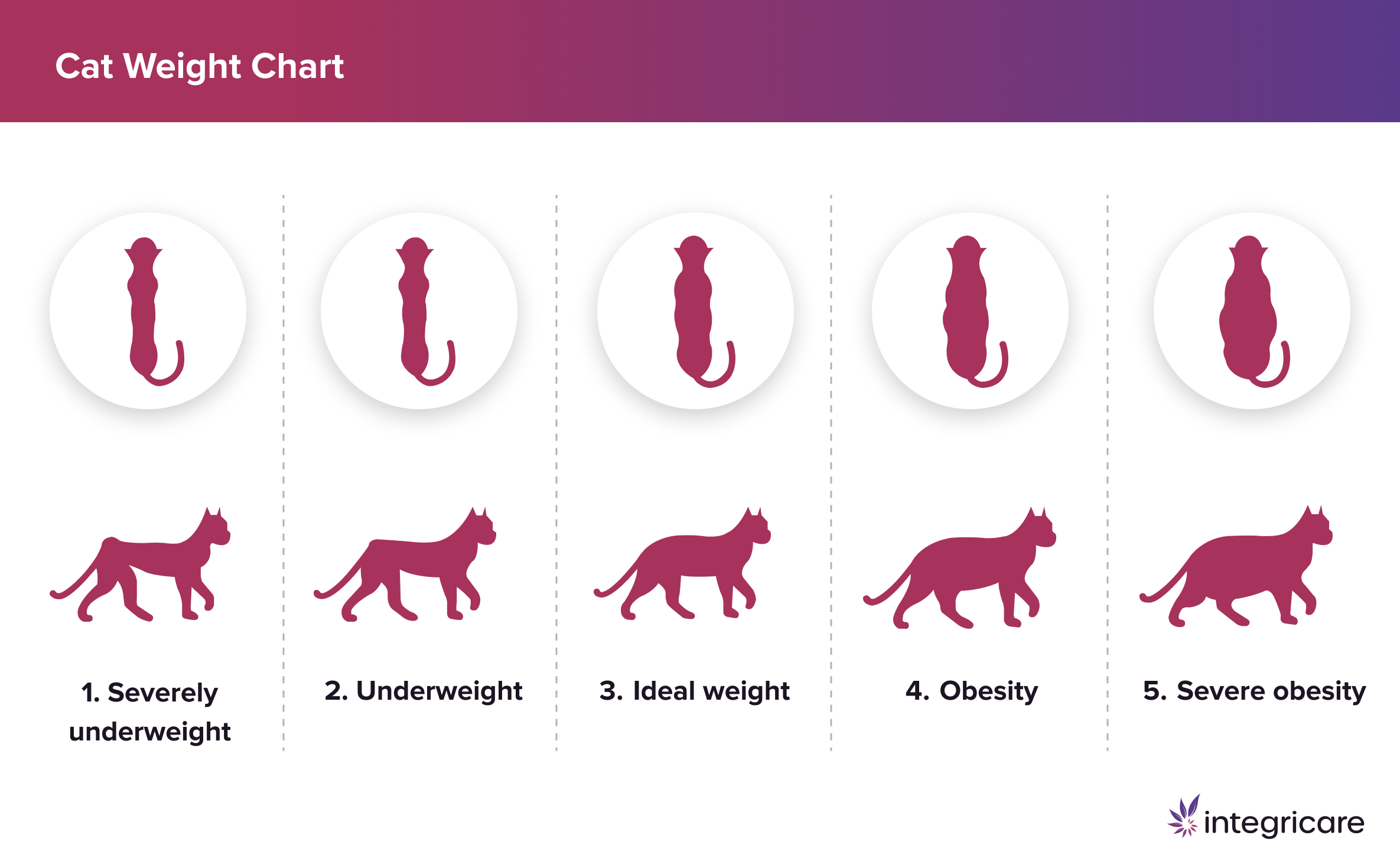 Care for an Underweight Cat-1