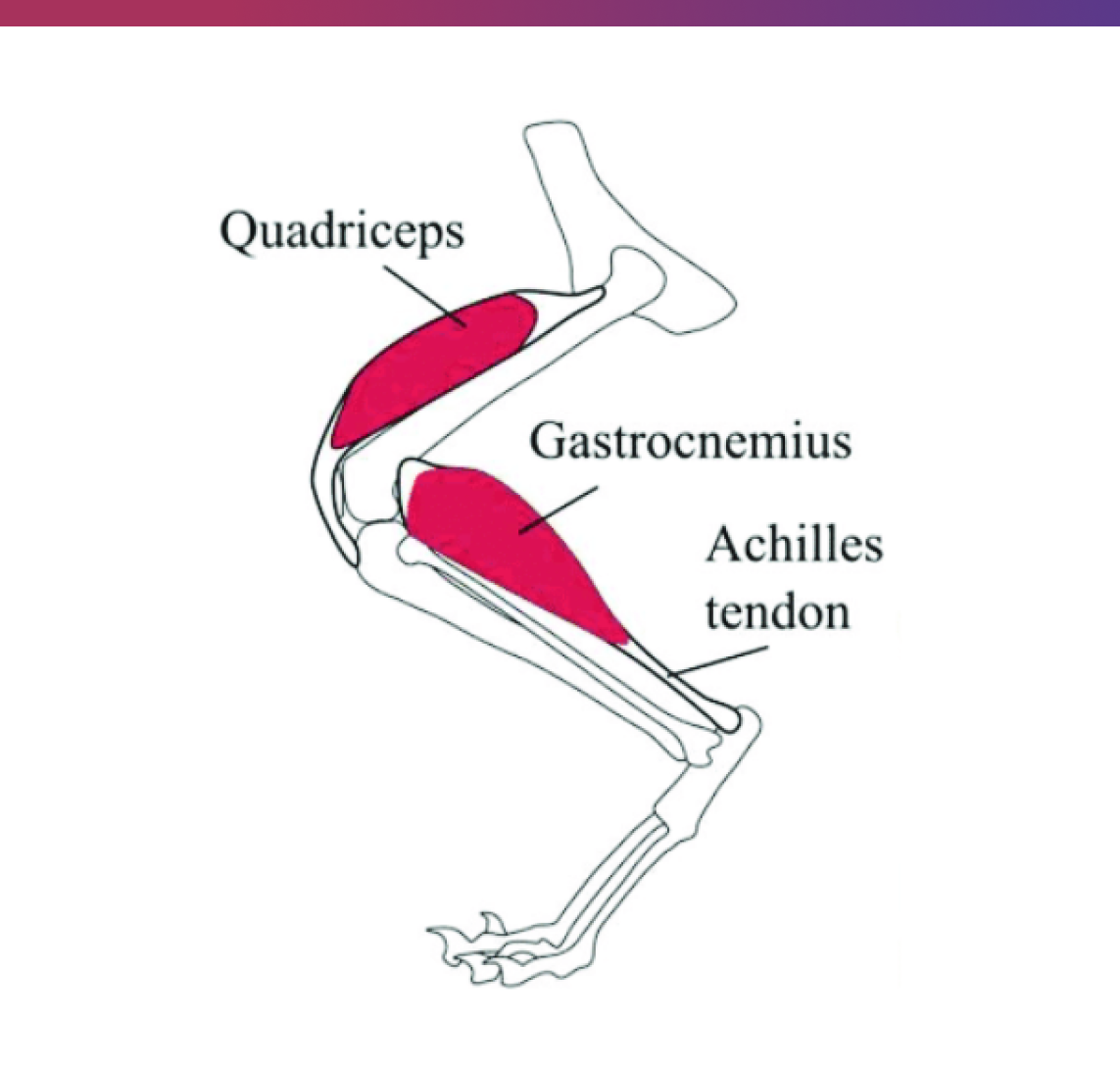 Cat Achilles Tendon