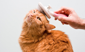 Cat Grooming