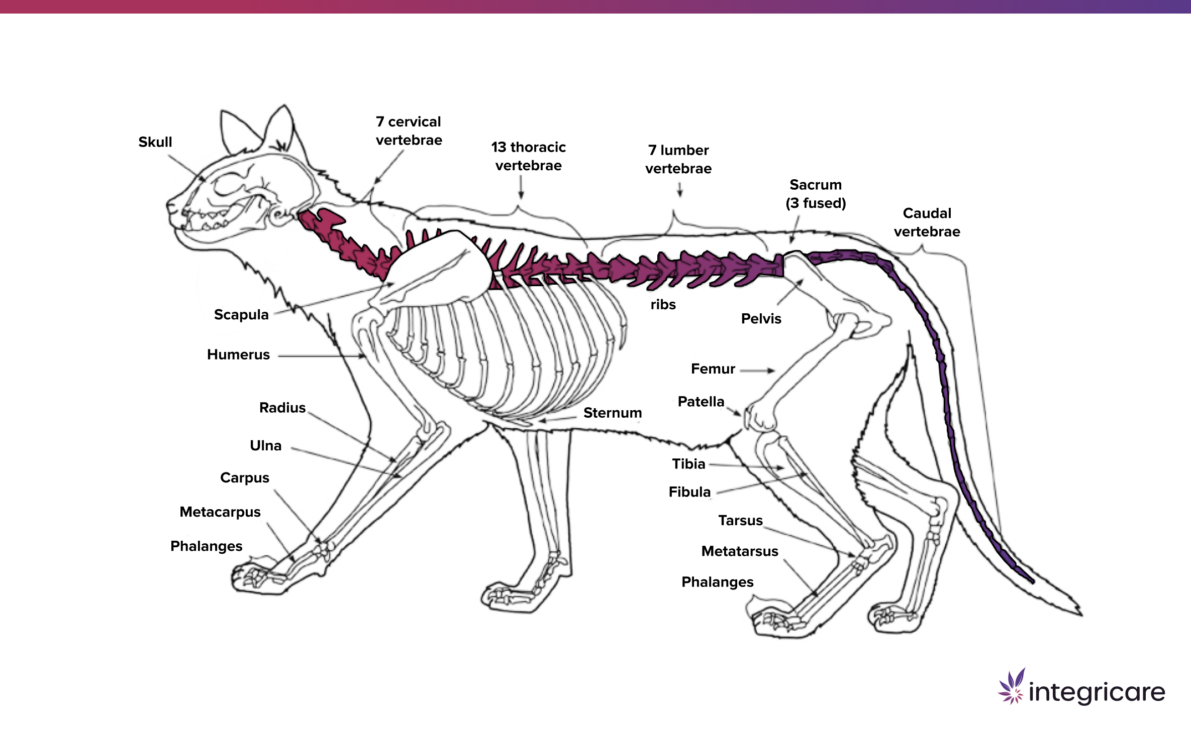 Cat Spine and Tail