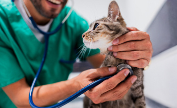 Cat Sprains and Injuries