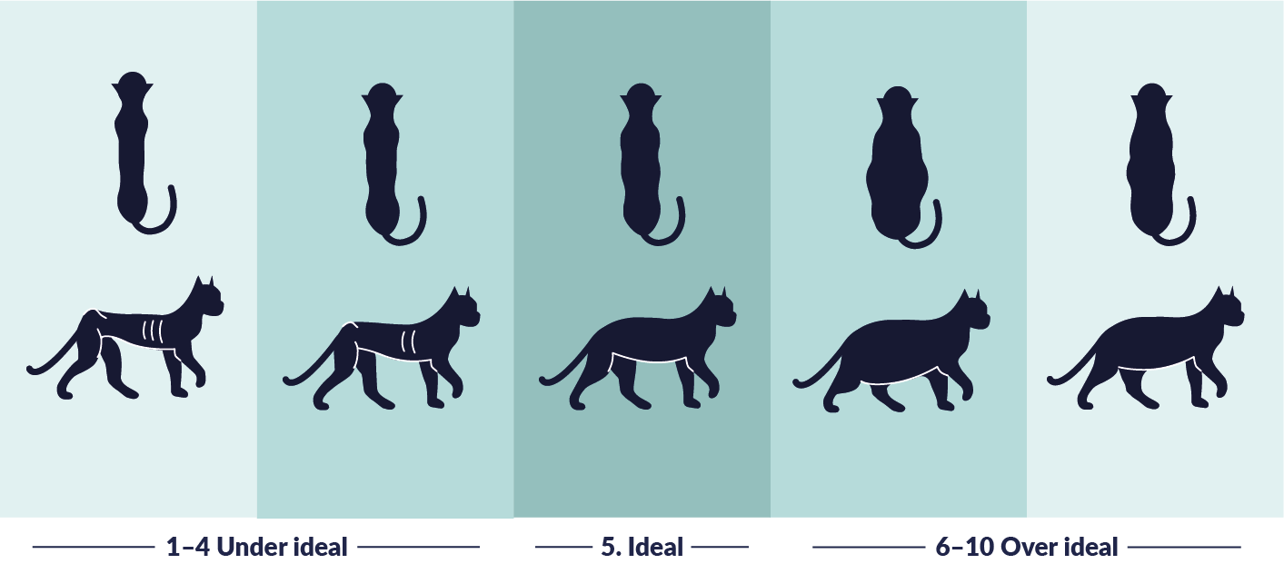 cat weight chart
