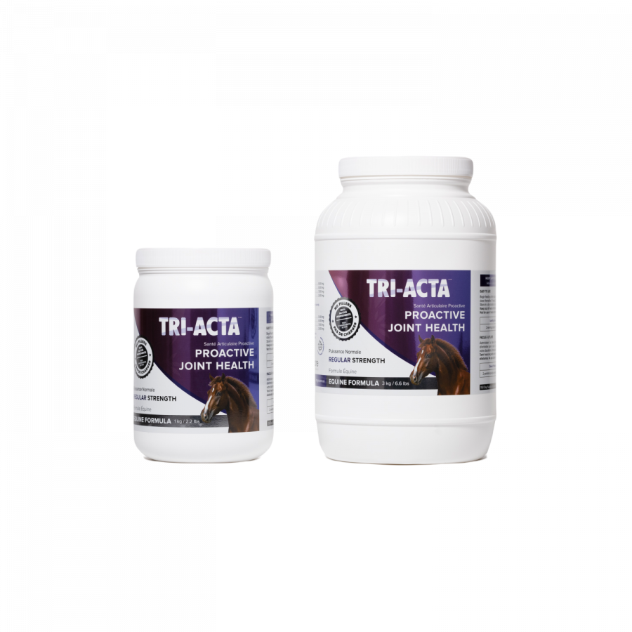 Stifle Horse Injury Symptoms, Causes, Prevention & Treatment