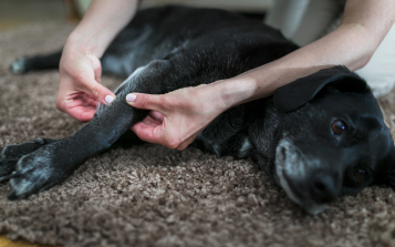 Common Dog Joint Health Conditions