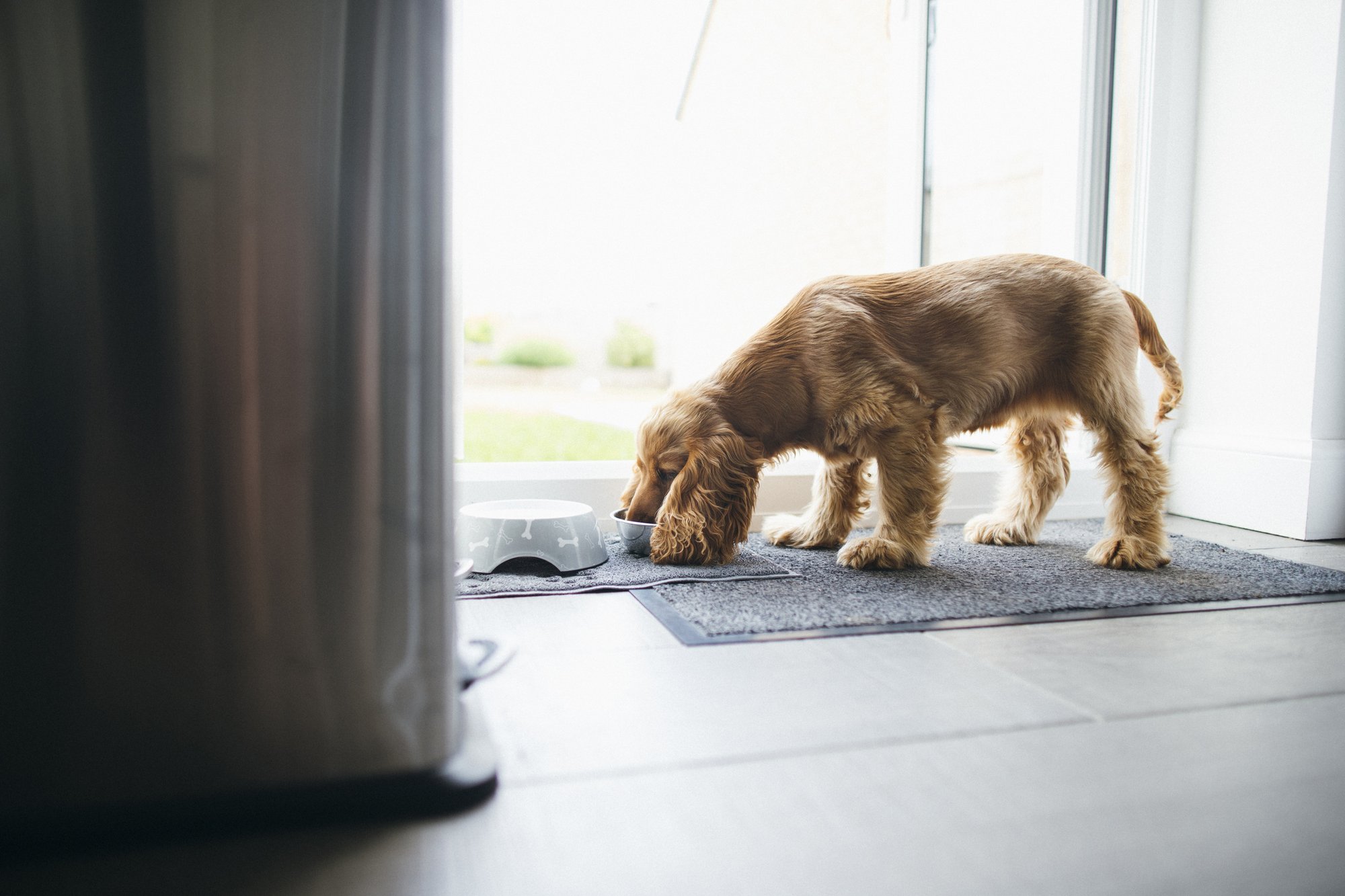 Considerations With Glucosamine In Dog Nutrition