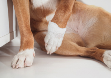 Dog Elbow Dysplasia