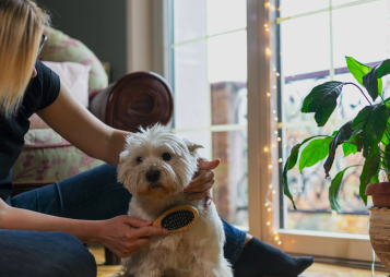 Dog Grooming Products