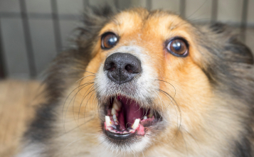 Dog Kennel Cough