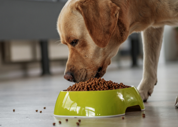 Dog Nutrition