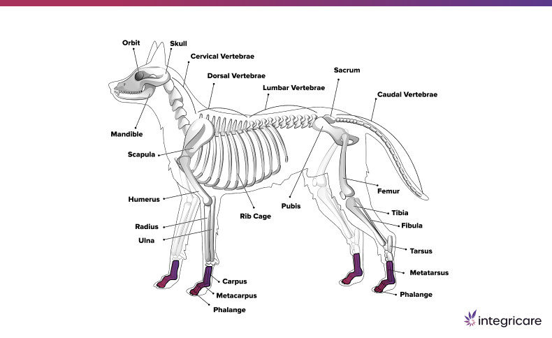 Dog Paw Anatomy