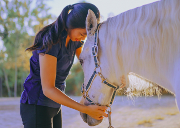 Domestic Horses