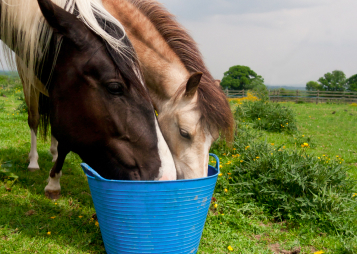 Equine Nutrition