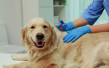 Flea and Tick Prevention for Dogs