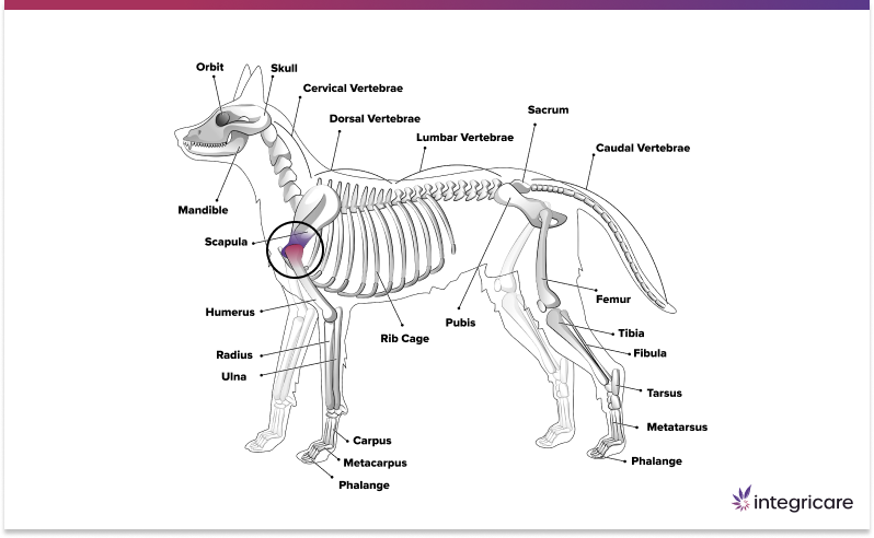 Forelimbs (Front Legs)
