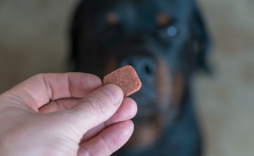 Glucosamine Chews for Dogs