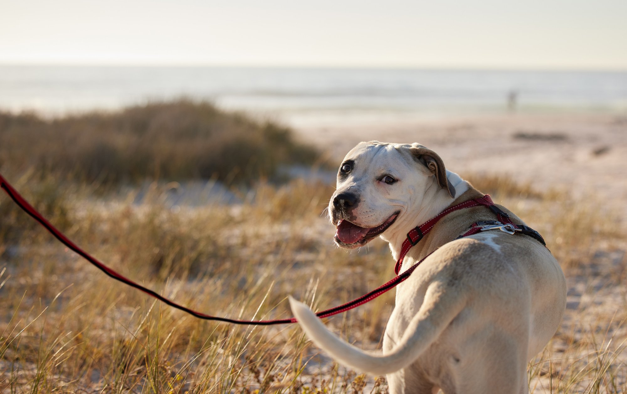 Glucosamine and Chondroitin for Dogs by Age