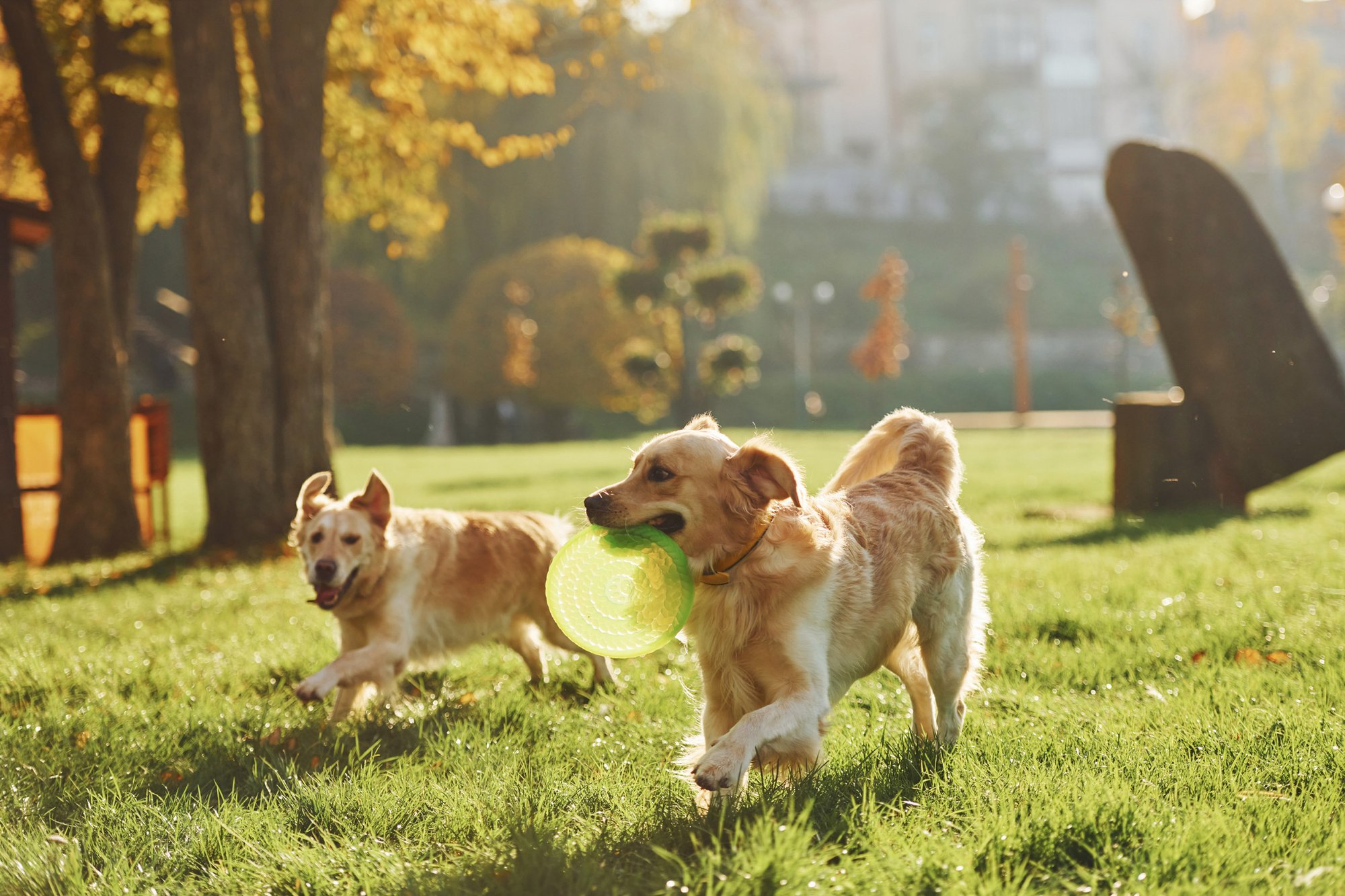 Glucosamine for Dogs Conclusion