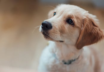 Glucosamine for Proactive Puppy Care