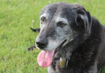 Glucosamine for Senior Dog Care