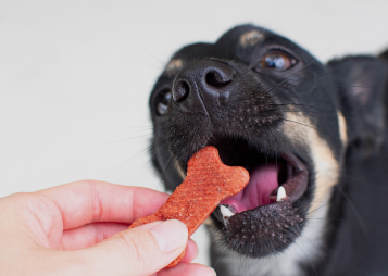 Healthy Dog Treats