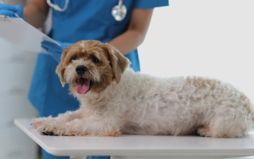 Heartworm Disease