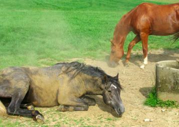 Heat Stroke in Horses