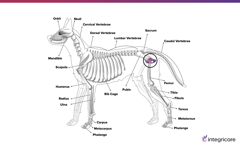 Hindlimbs (Back Legs)