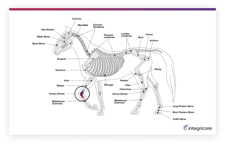 Horse Fetlock Joint
