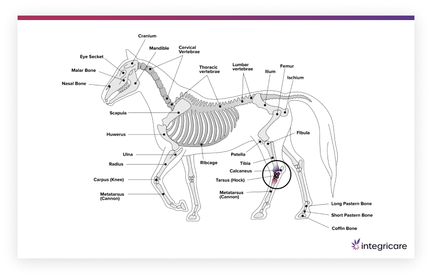 Horse Hock