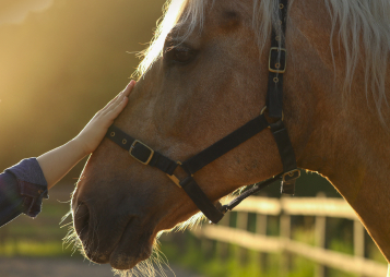 How to Care for an Old Horse
