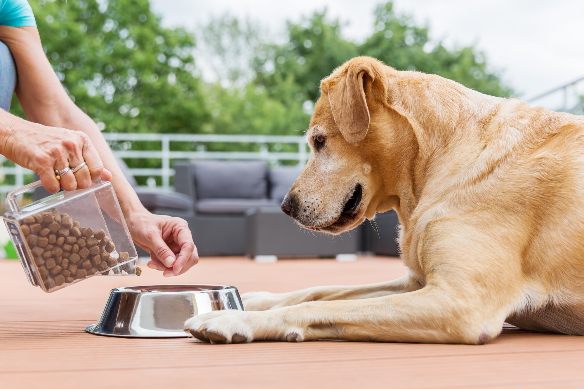 Identifying the Best Glucosamine for Dogs Supplements