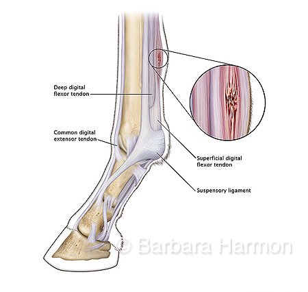 horse tendon diagram