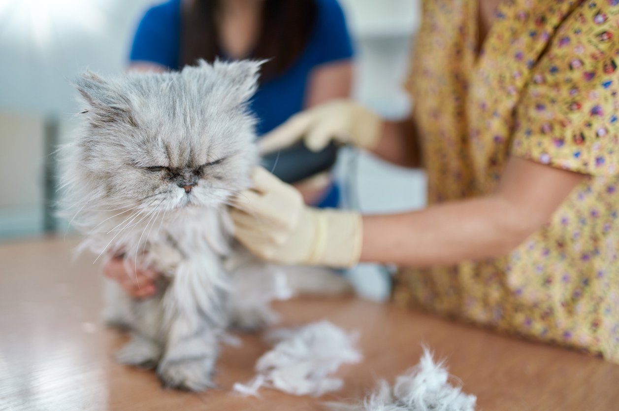 6 Persian Cat Health Issues [Symptoms, Causes, Treatment & Prevention]