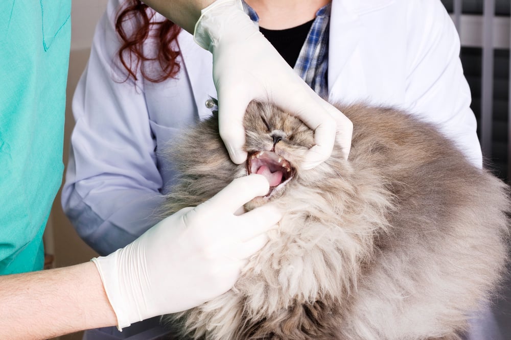 persian cat health